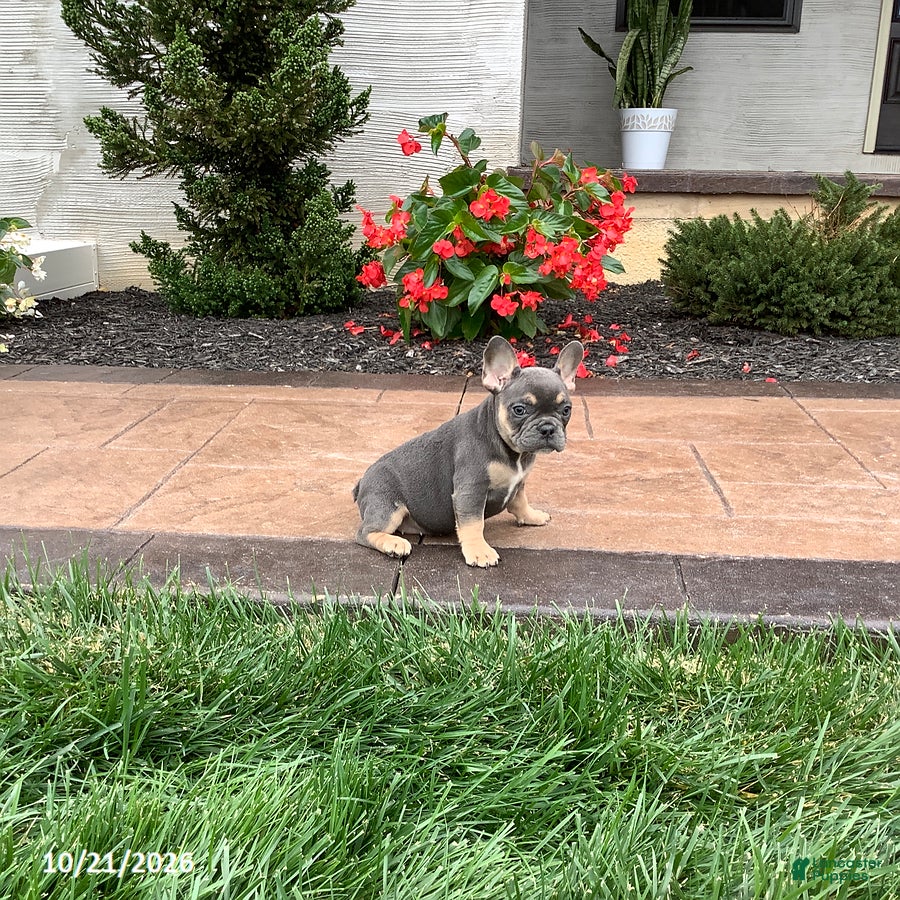 French Bulldog dogs Quinn - Ad 1