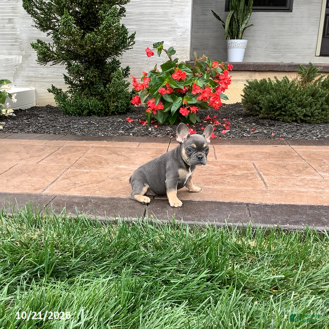 French Bulldog dogs for sale: Quinn - Ad 1