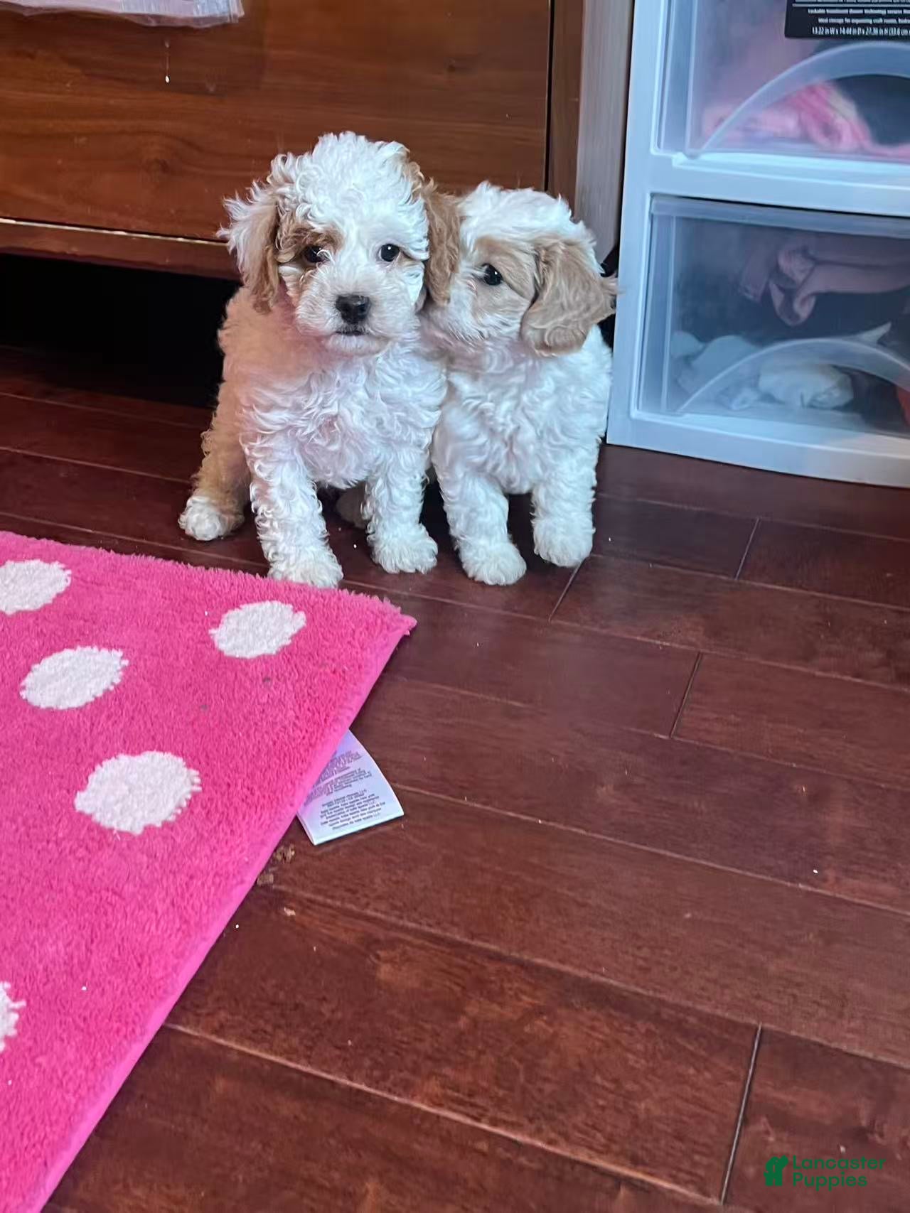 Cavapoo dogs Cavapoo Puppy 1 - Ad 1
