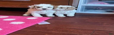 Cavapoo Puppy 1