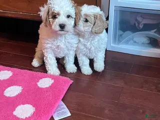 Cavapoo dogs for sale: Cavapoo Puppy 1 - Ad 3