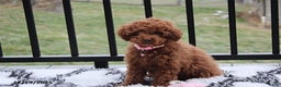 Toy Poodle dogs for sale: Paige - Ad 3