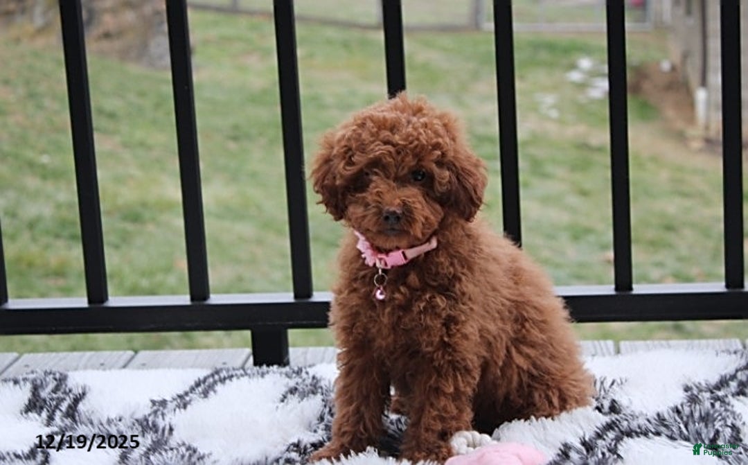 Toy Poodle dogs for sale: Paige - Ad 3