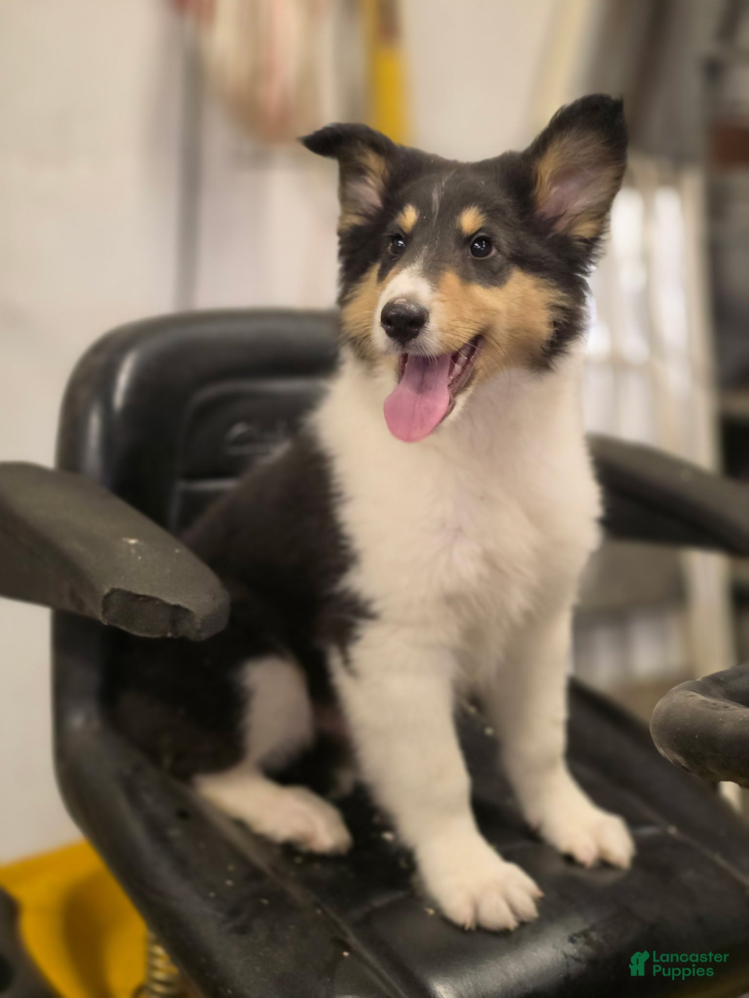 Collie dogs for sale: Lenard  - Ad 1