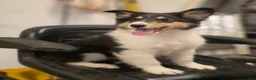 Collie dogs for sale: Lenard  - Ad 1
