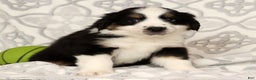 Miniature Australian Shepherd dogs for sale: Jasper - Ad 2