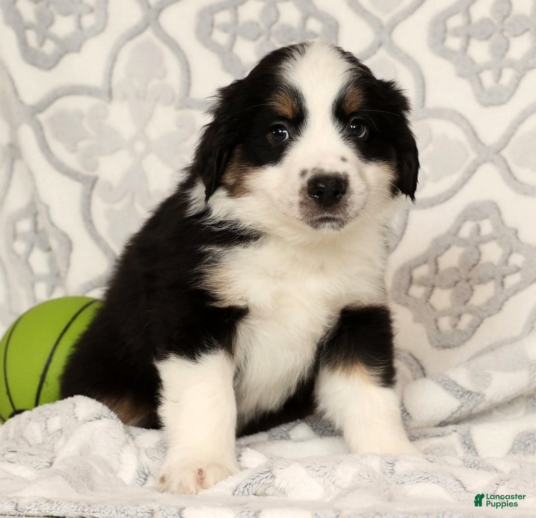 Miniature Australian Shepherd dogs for sale: Jasper - Ad 2