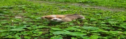 Welsh Corgi Pembroke dogs for sale: Welsh Corgi Pembroke 5 - Ad 3