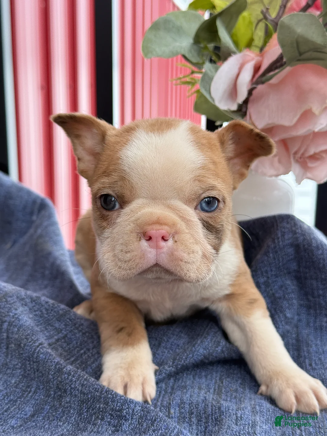 Boston Terrier dogs for sale: Billy - Ad 16