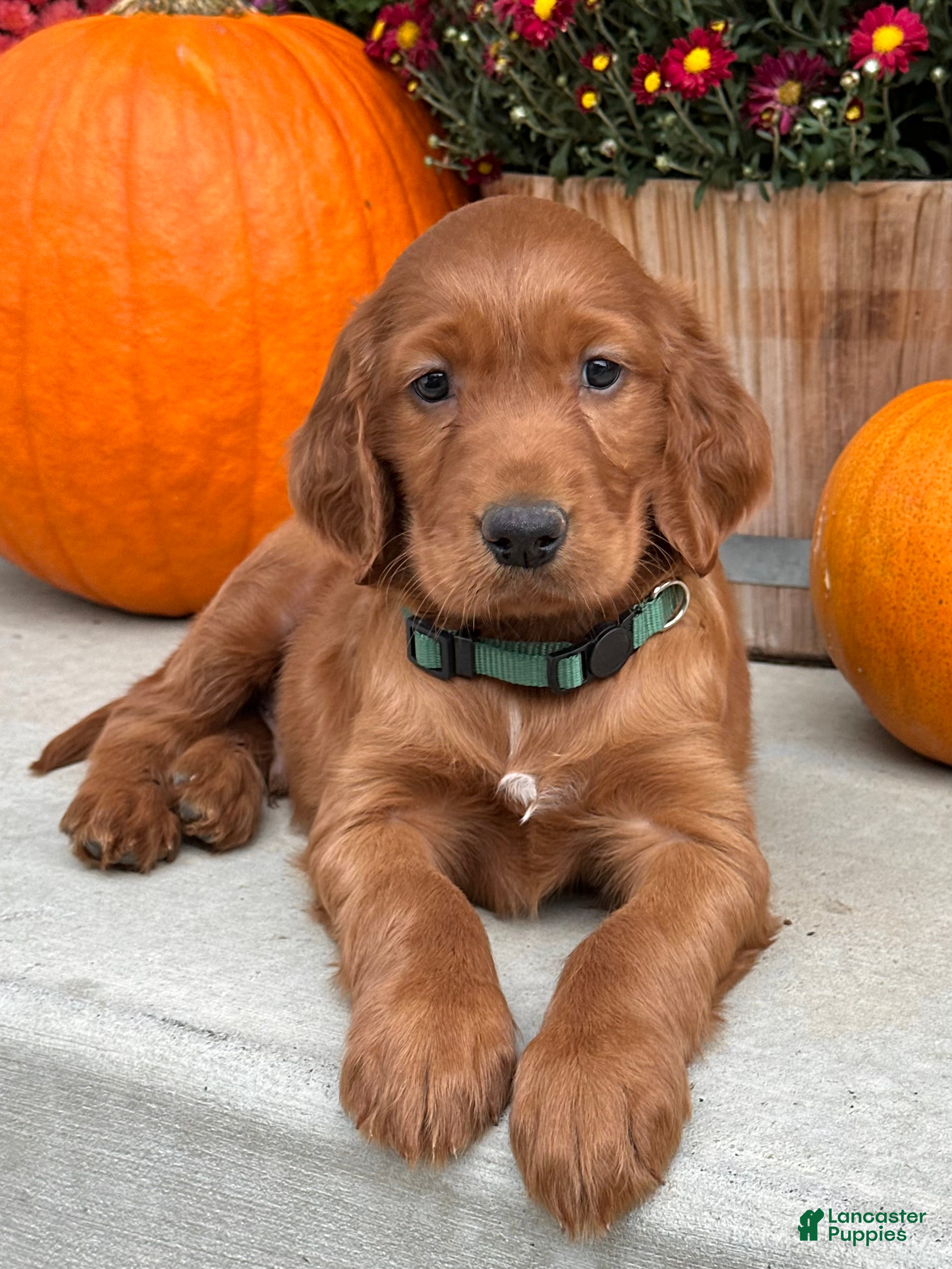 Irish Setter dogs Garrett - Ad 1