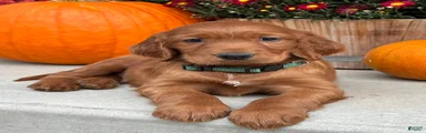 Garrett