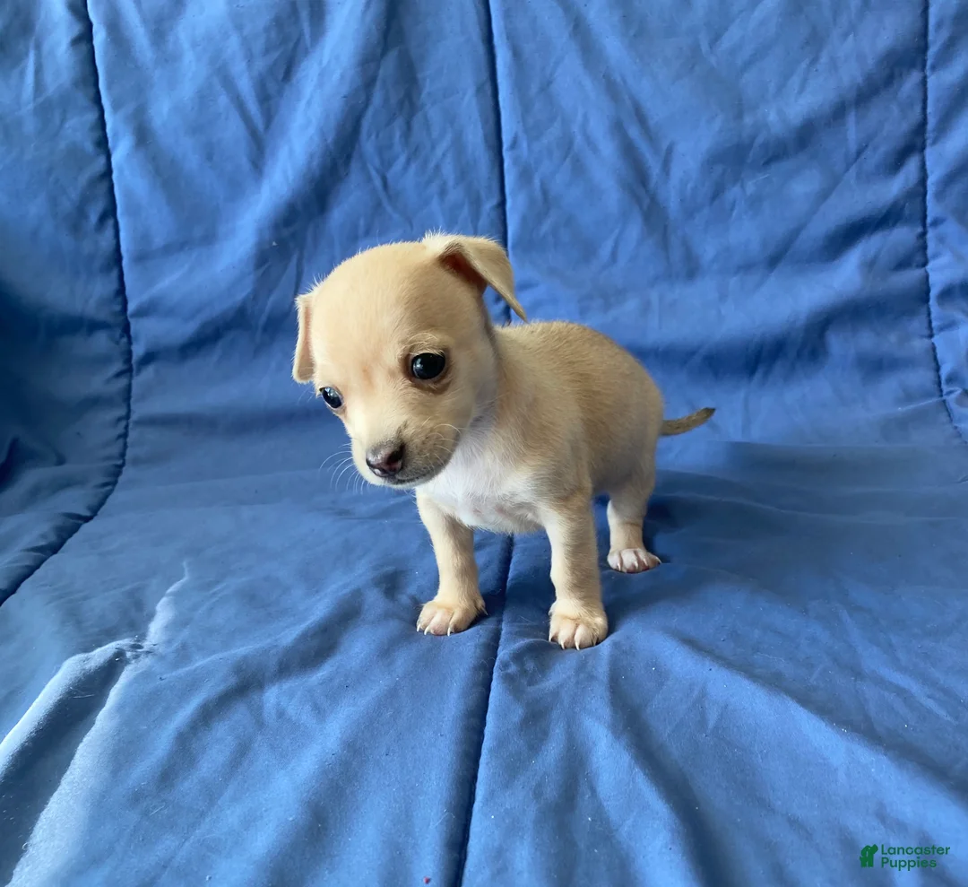 Chihuahua dogs for sale: Remy - Ad 4