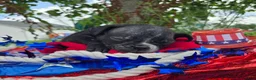 Olde English Bulldogge dogs for sale: Trixie - Ad 8