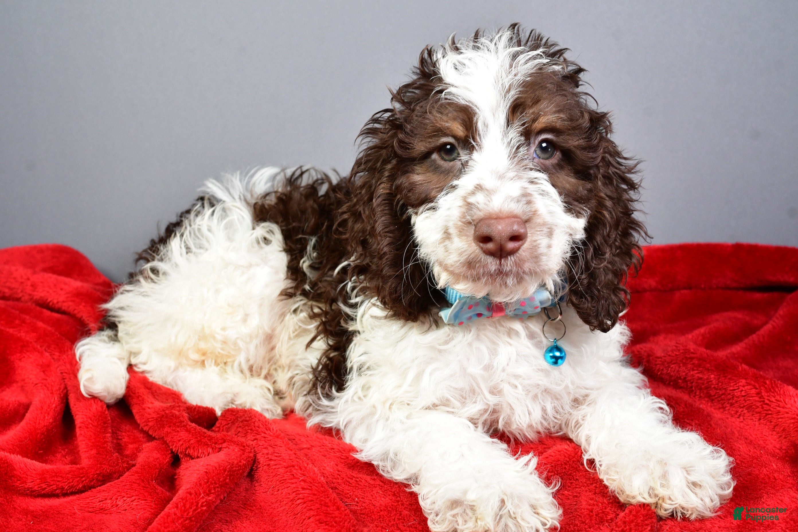 Springer Spaniel Portuguese Water Dog Mixes Dog Breeds That