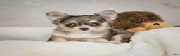 Chihuahua dogs for sale: Sunshine - Ad 4