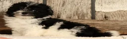 Havapoo dogs for sale: Beauty - Ad 5