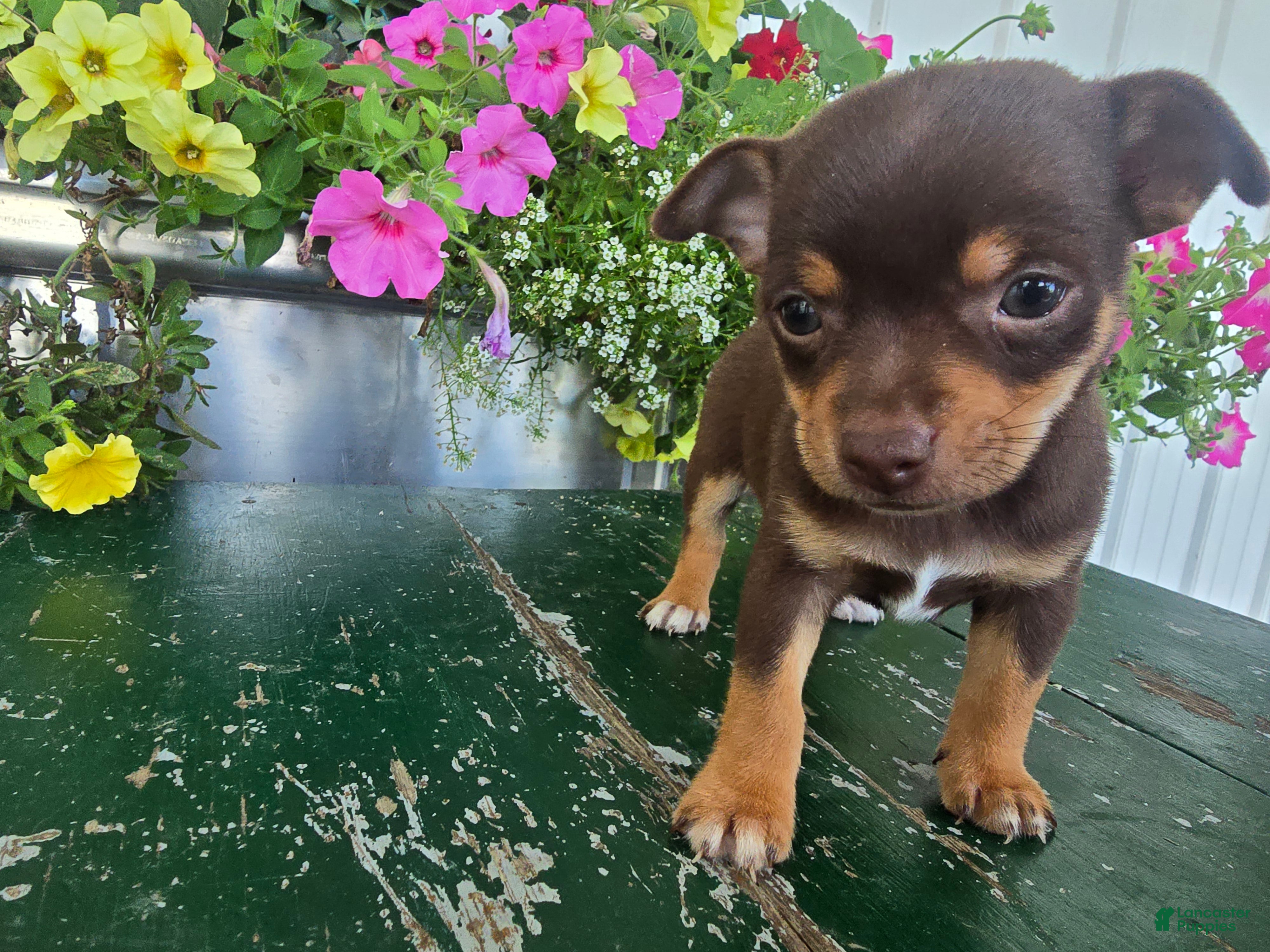 Chihuahua dogs Tippy - Ad 1
