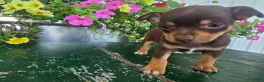 Tippy