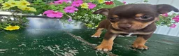 Chihuahua dogs for sale: Tippy - Ad 1