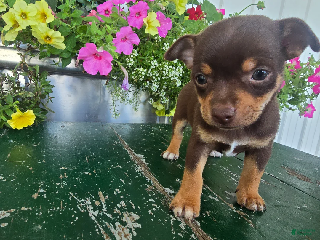 Chihuahua dogs for sale: Tippy - Ad 1