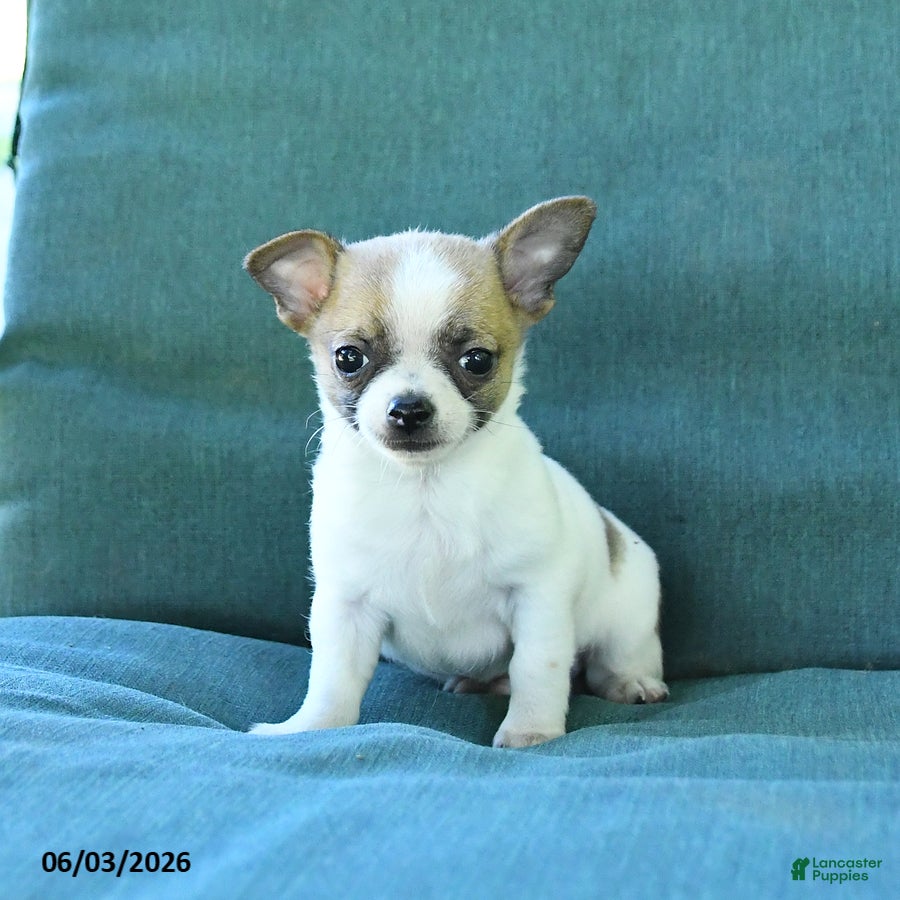 Chihuahua dogs for sale: Peanut  - Ad 4
