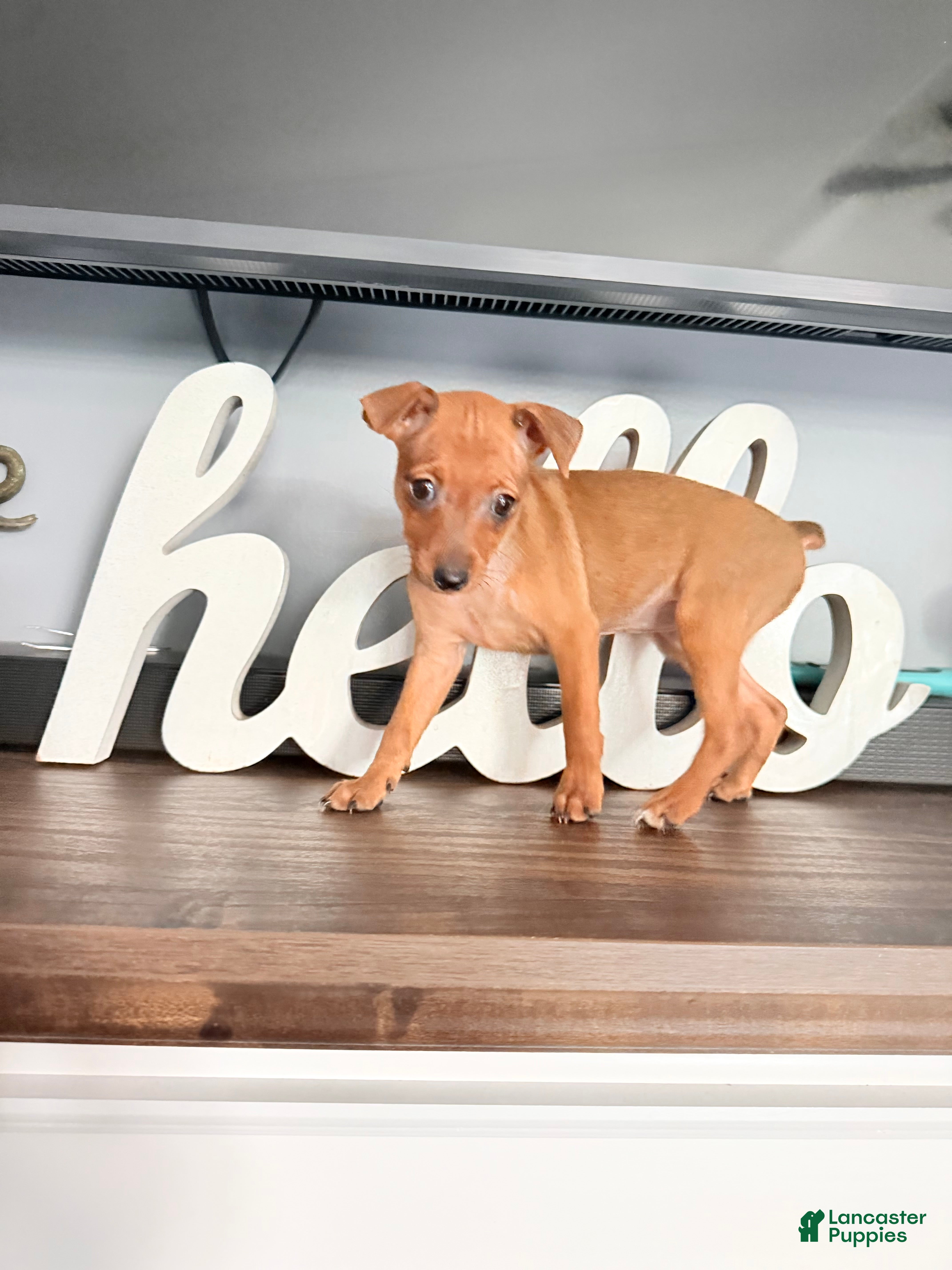 Miniature Pinscher dogs Miniature Pinscher 1 - Ad 35