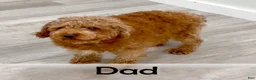 Cavapoo dogs for sale: Rocky - Ad 9