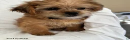 Shorkie dogs for sale: Liz - Ad 4