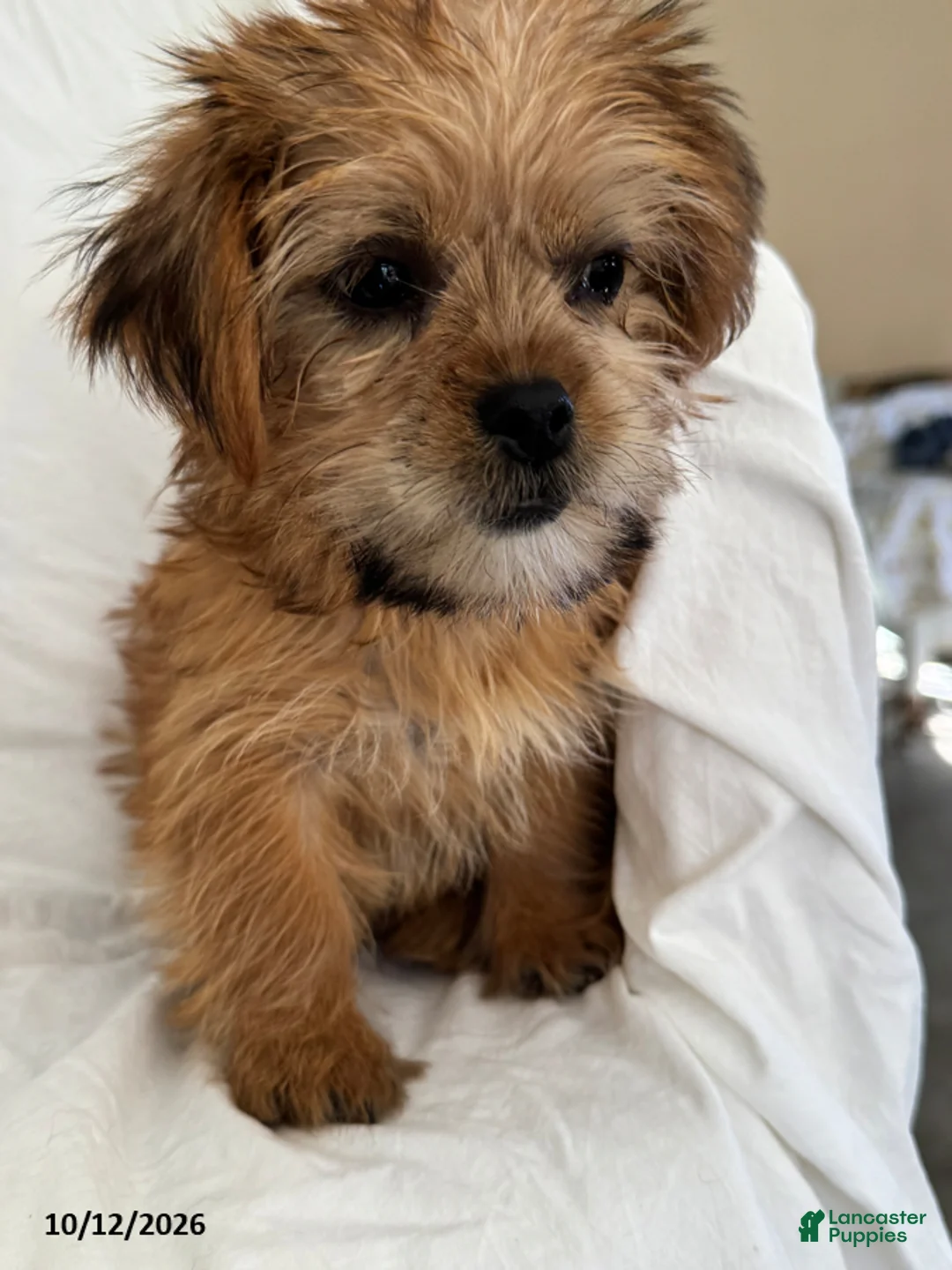 Shorkie dogs for sale: Liz - Ad 4
