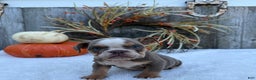 English Bulldog dogs for sale: Sage - Ad 12