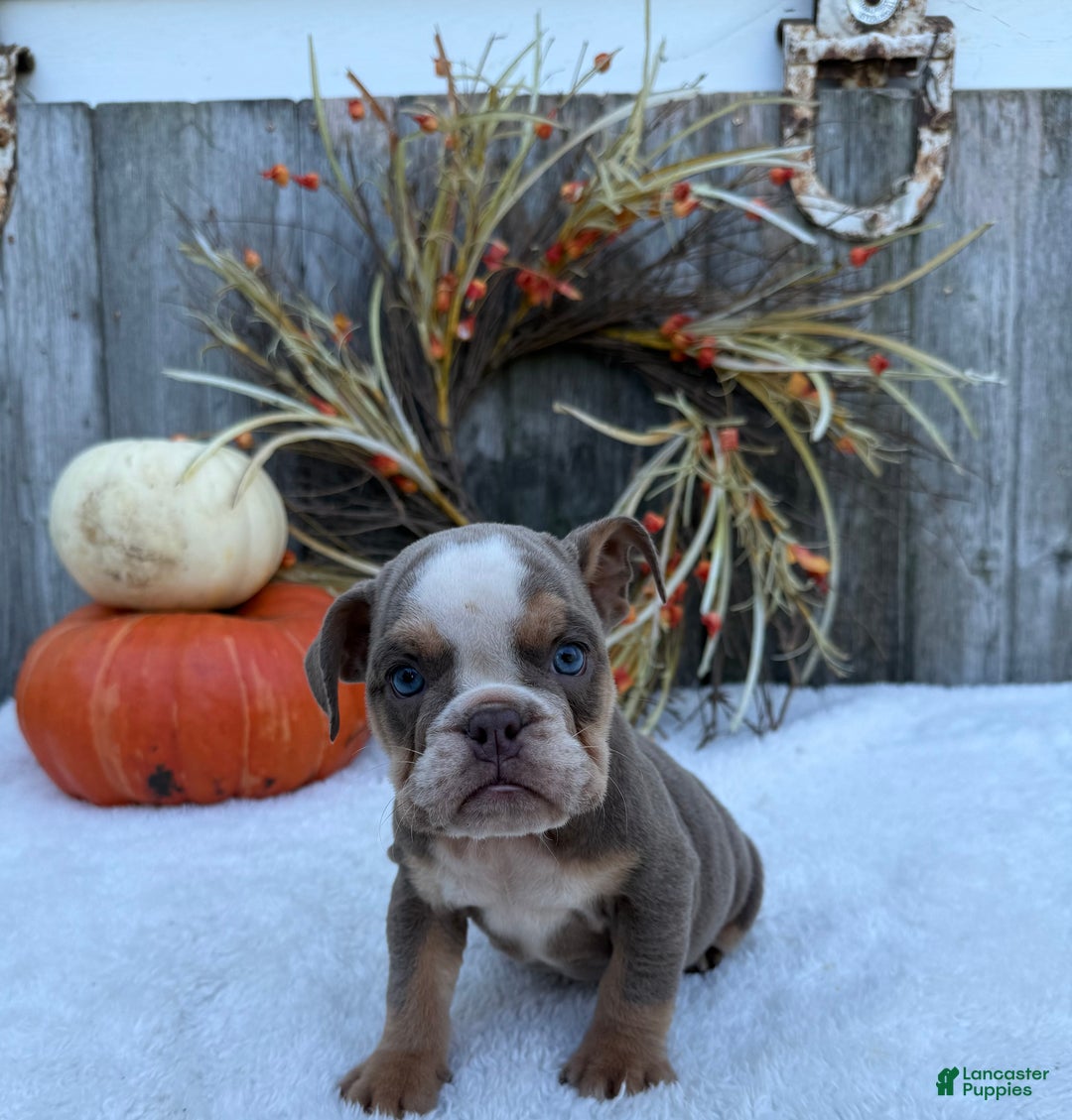 English Bulldog dogs for sale: Sage - Ad 12
