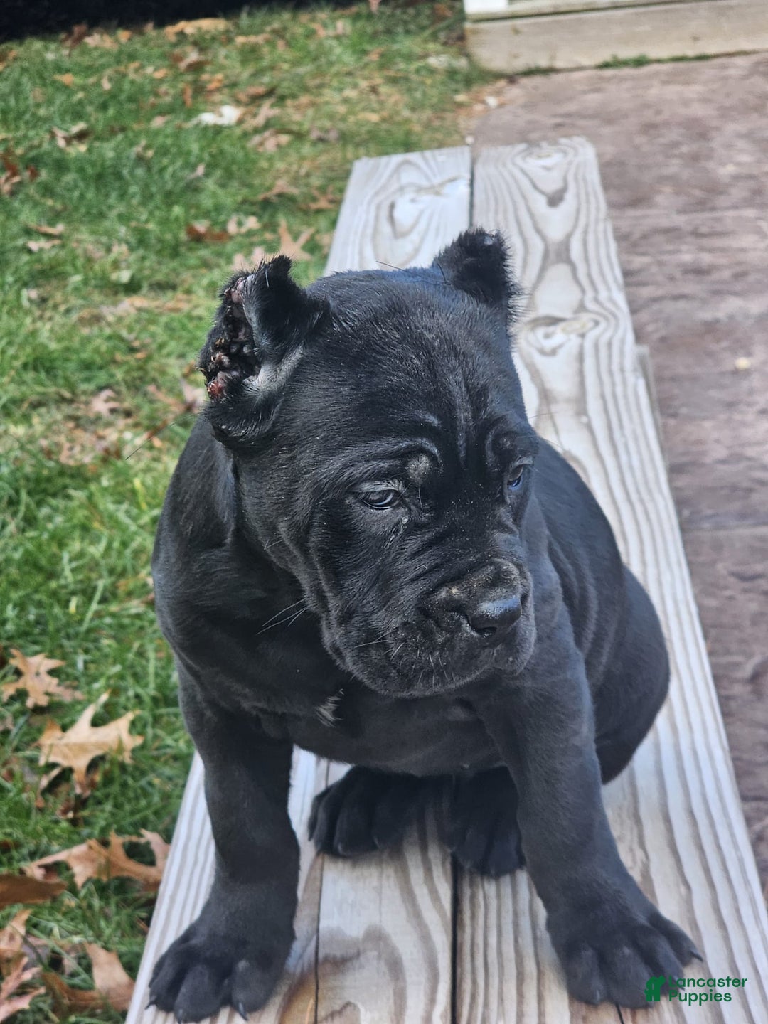 Cane Corso dogs for sale: GRACE - Ad 3