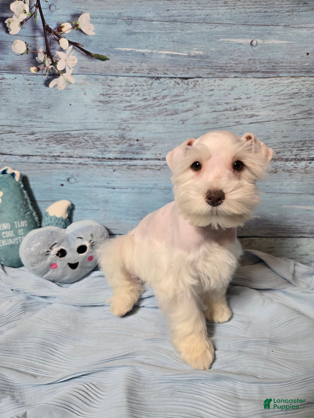 Miniature Schnauzer dogs for sale: OLAF, Miniature Schnauzer Puppy  - Ad 2