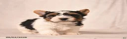Biewer Terrier dogs for sale: Velvet  - Ad 3