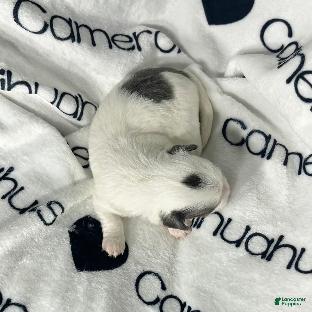 Chihuahua dogs for sale: Gabriel Blue Spotted - Ad 5