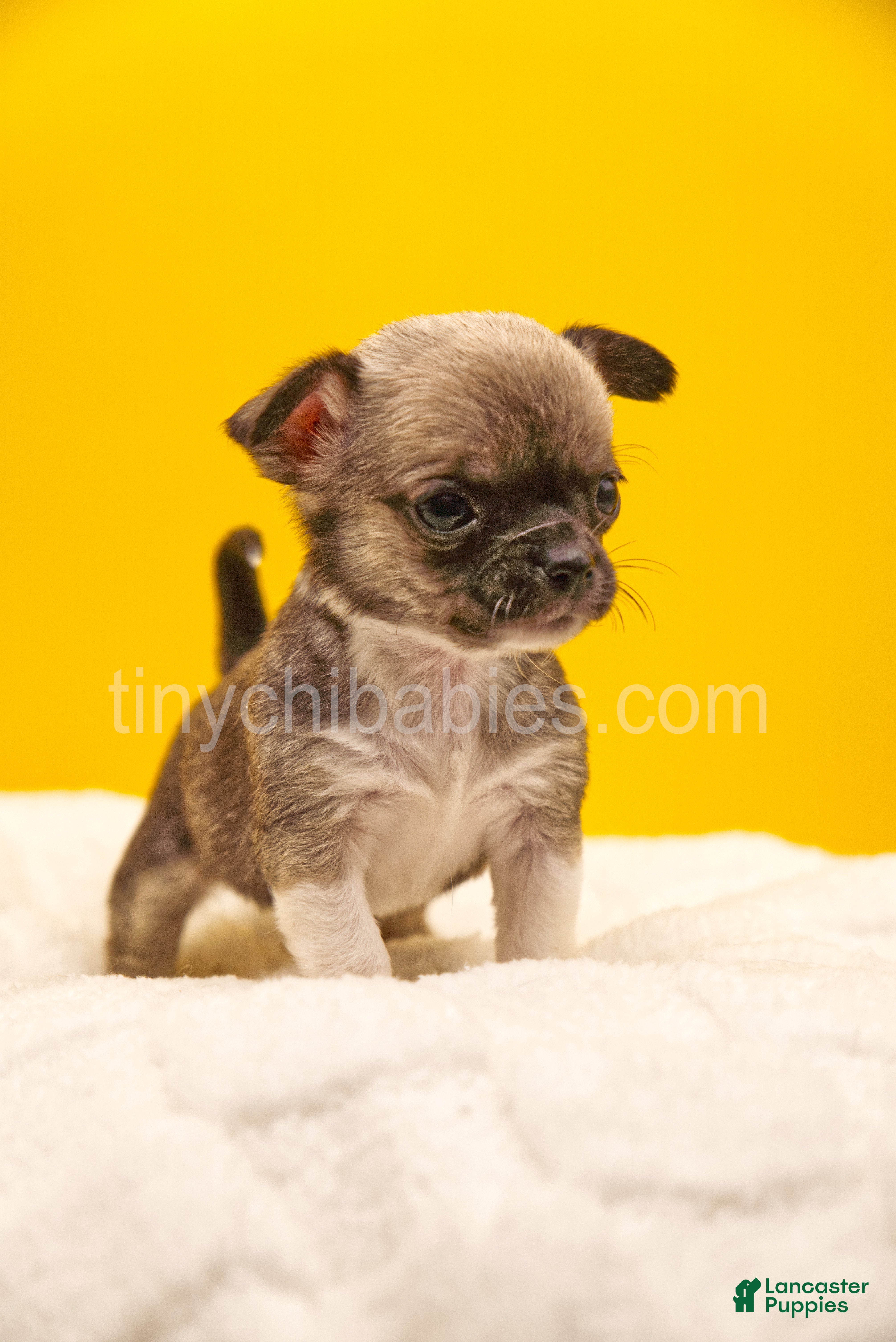 Chihuahua dogs Luna - Ad 26