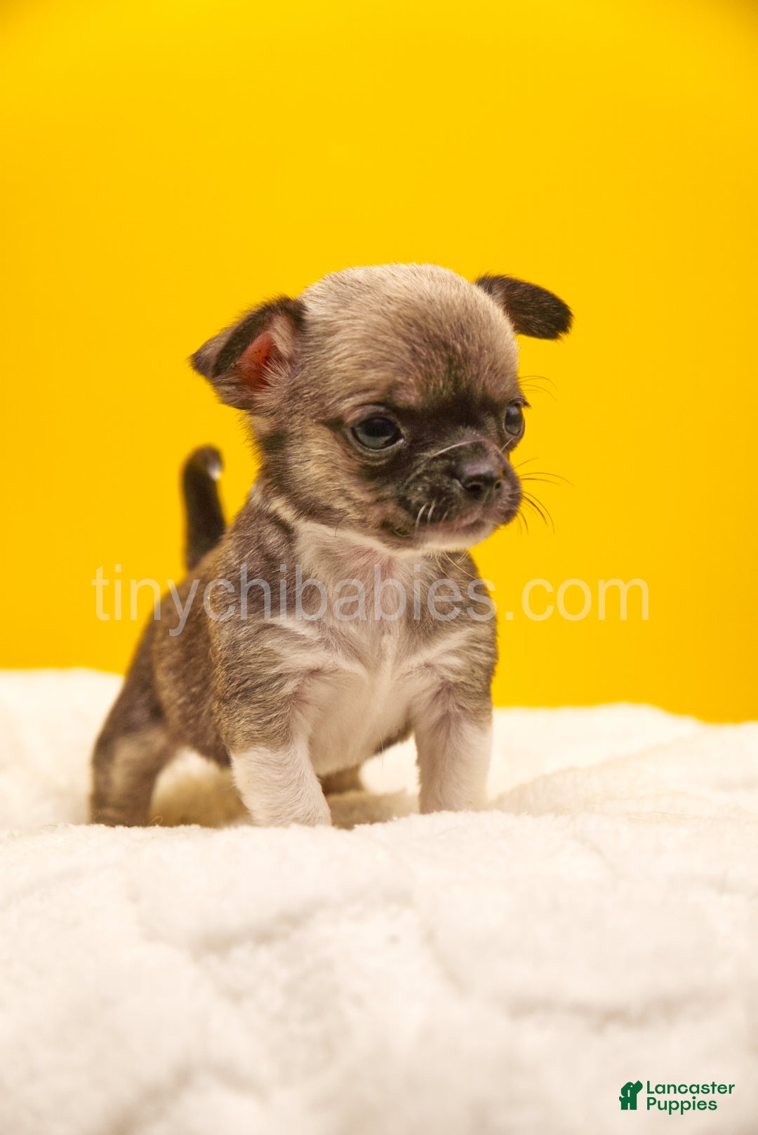 Chihuahua dogs for sale: Luna - Ad 1