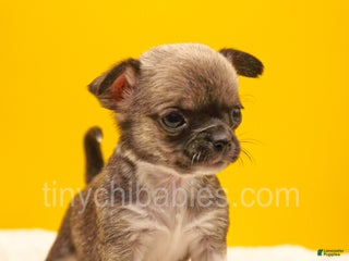 Chihuahua dogs Luna - Ad 26