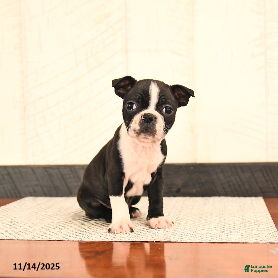 Boston Terrier dogs Precious - Ad 13