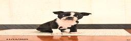 Boston Terrier dogs for sale: Precious - Ad 1