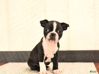 Boston Terrier dogs Precious - Ad 17