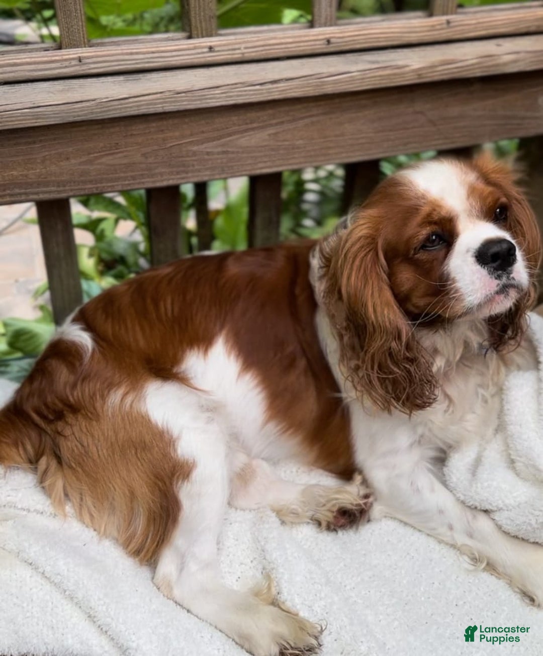 Cavapoo dogs for sale: Daisy - Ad 8