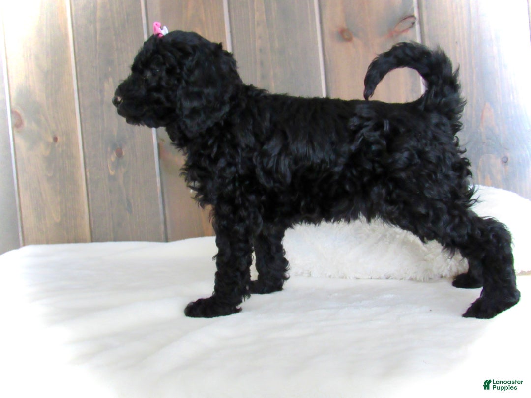 Mini Goldendoodle dogs for sale: Bella - Ad 20