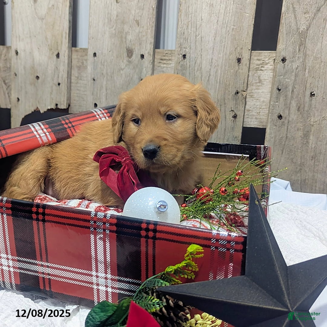 Golden Retriever dogs for sale: Star - Ad 4