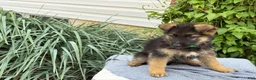German Shepherd dogs for sale: Gemma - Ad 12