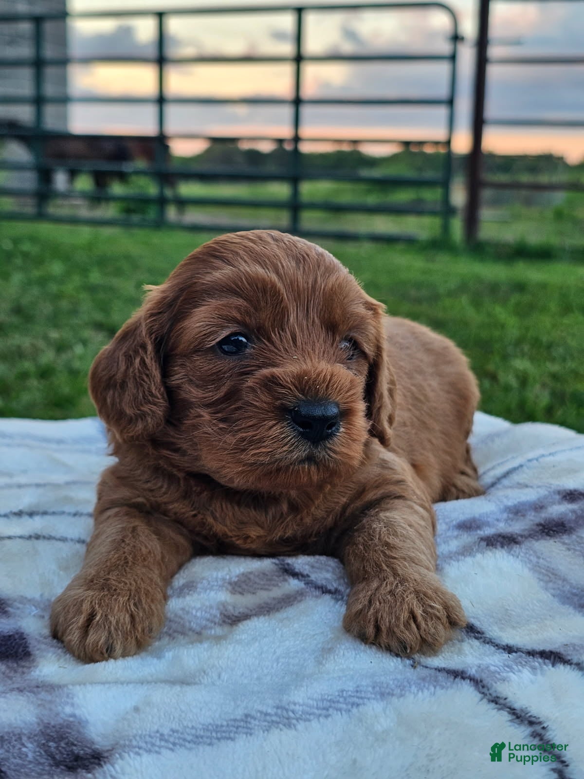 Cavapoo dogs Iris - Ad 21
