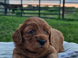 Cavapoo dogs Iris - Ad 21
