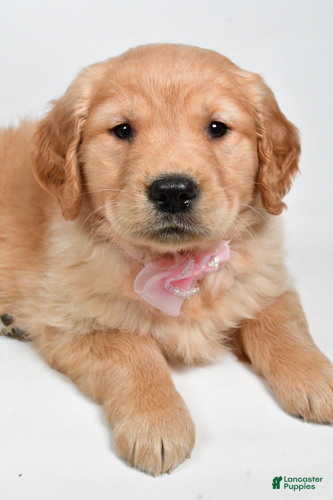 Golden Retriever dogs for sale: Lainey - Ad 8