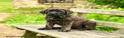 English Mastiff dogs for sale: Lyla - Ad 3