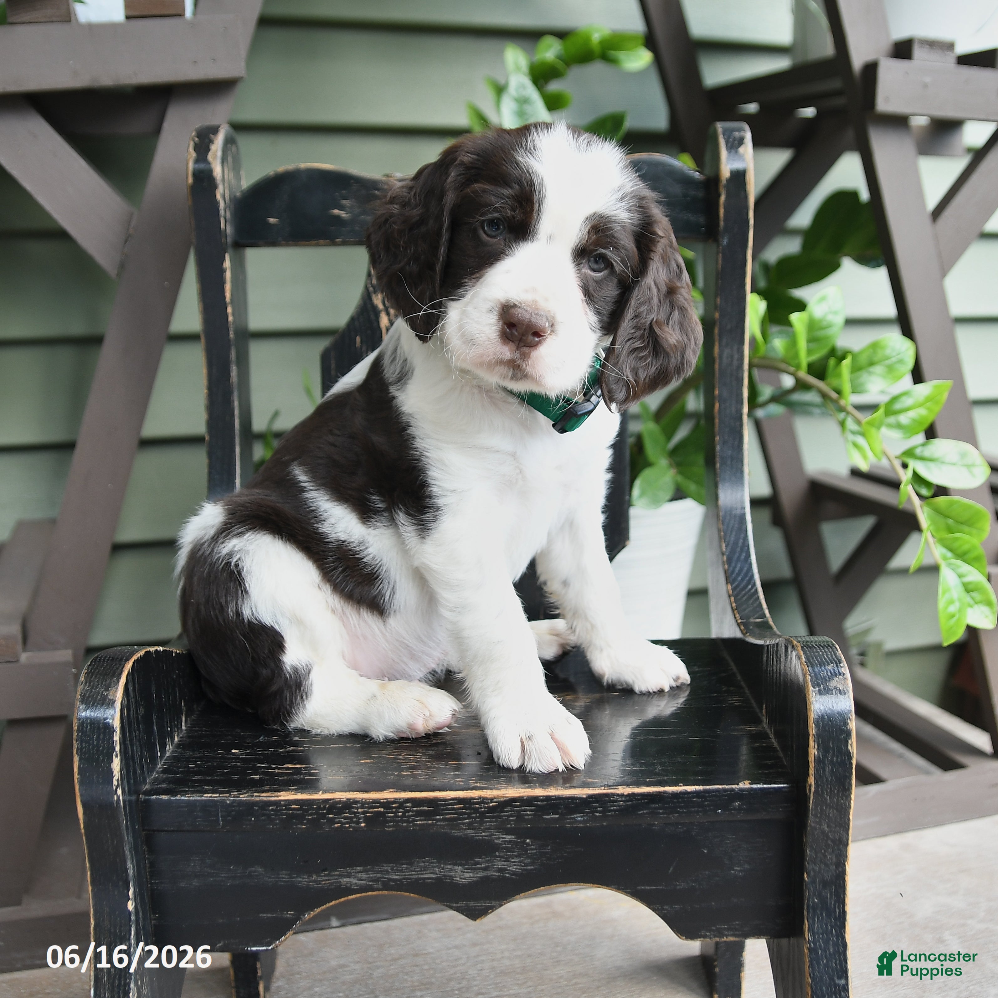 English Springer Spaniel dogs Baxter - Ad 1